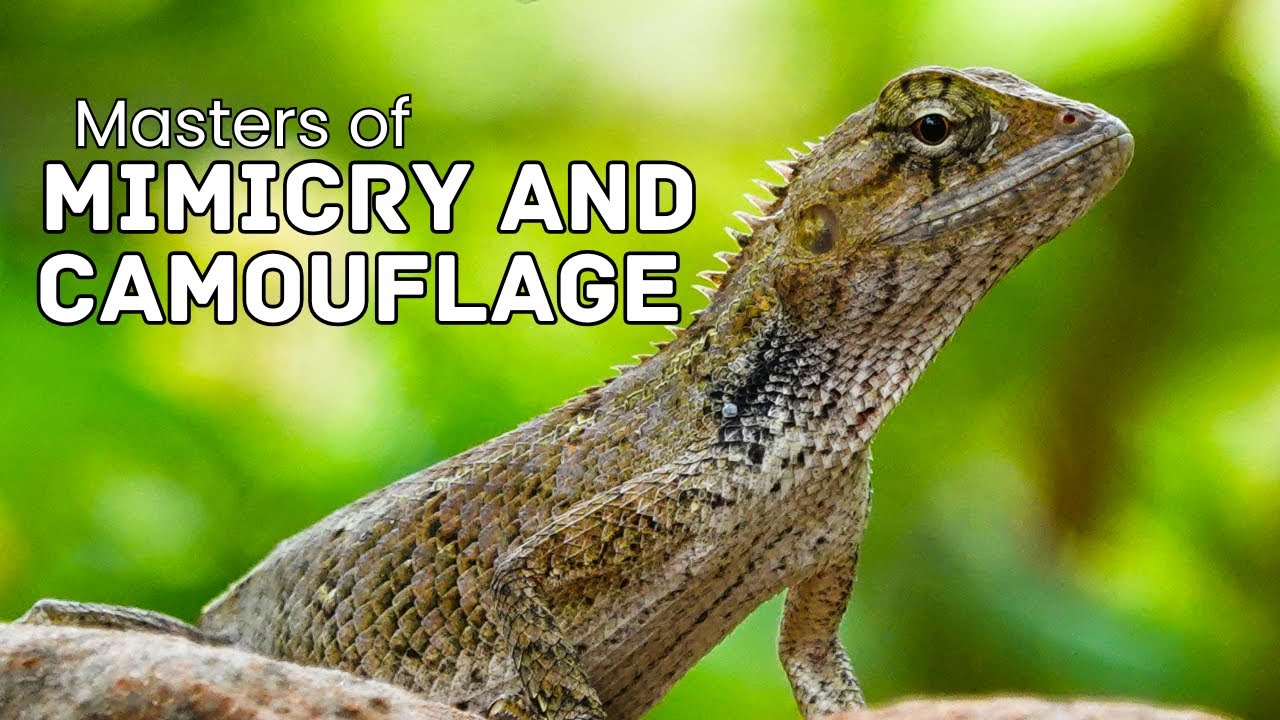 Nature's Greatest Illusions: Mimicry & Camouflage