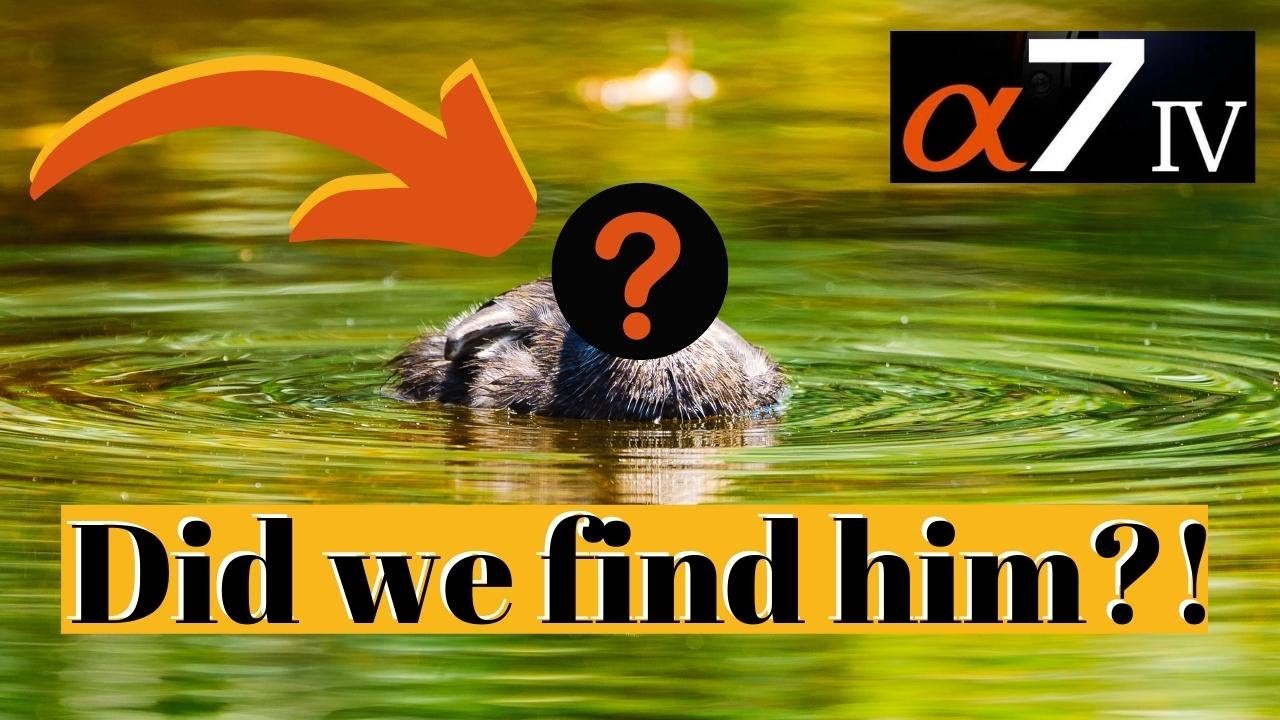 Did we get our RARE bird? | Crandon Park Gardens | South Florida Wildlife | Sony A7IV