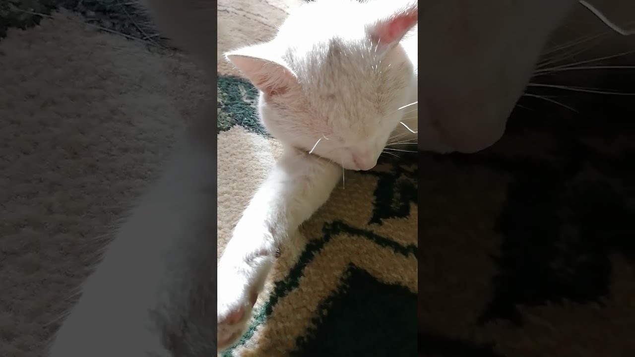 Cat Snow is lying on the floor 