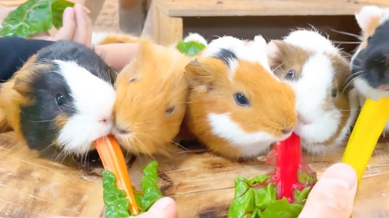 モルモットが奪い合うほど超絶人気のエサを見つけました！ Animals eating swiss chard