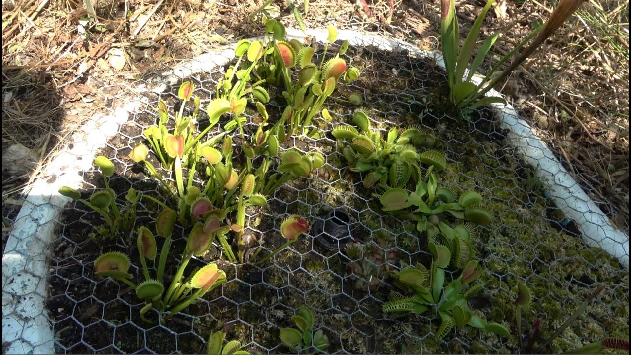 J'ai fait une Tourbière avec mes plantes carnivores !