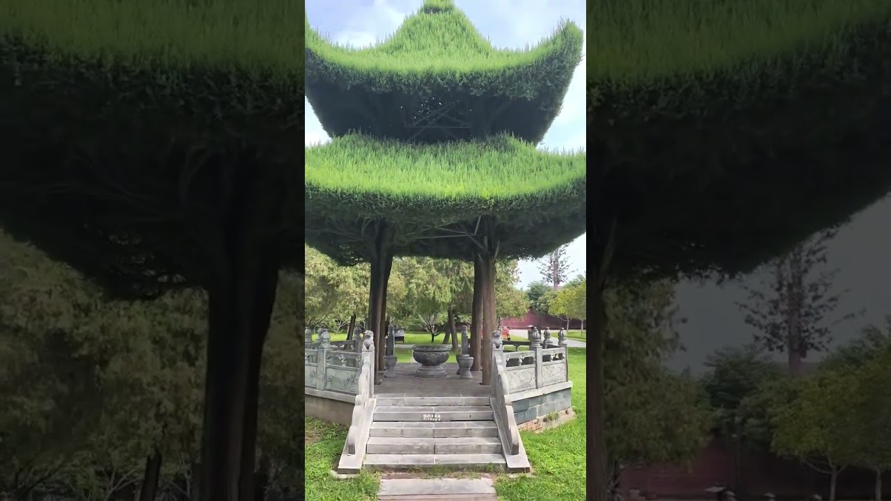 They're trees. #China #ChineseTravel