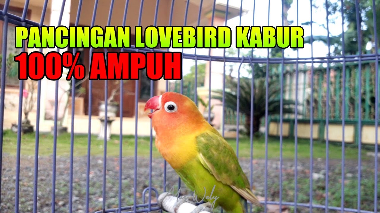 PANCINGAN LOVEBIRD KABUR || AMPUH !!!