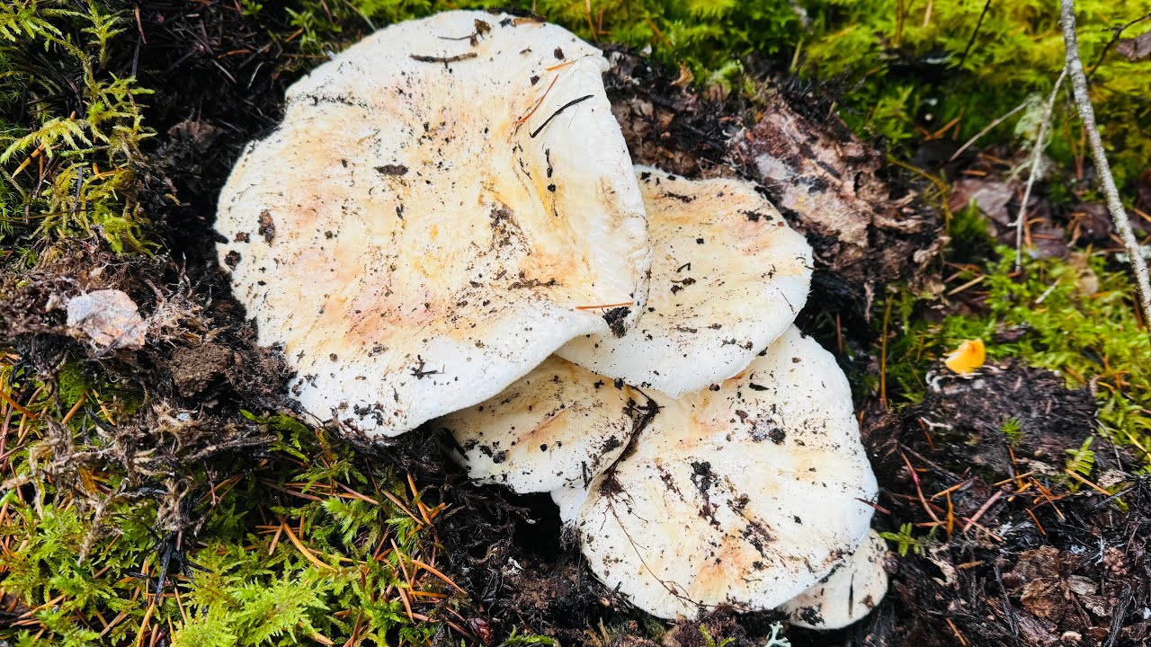 Săn trúng Đồi Thông toàn Nấm TÙNG NHUNG Búp Ú Nụ hái mê 🇨🇦1921》Matsutake/Pine Mushrooms