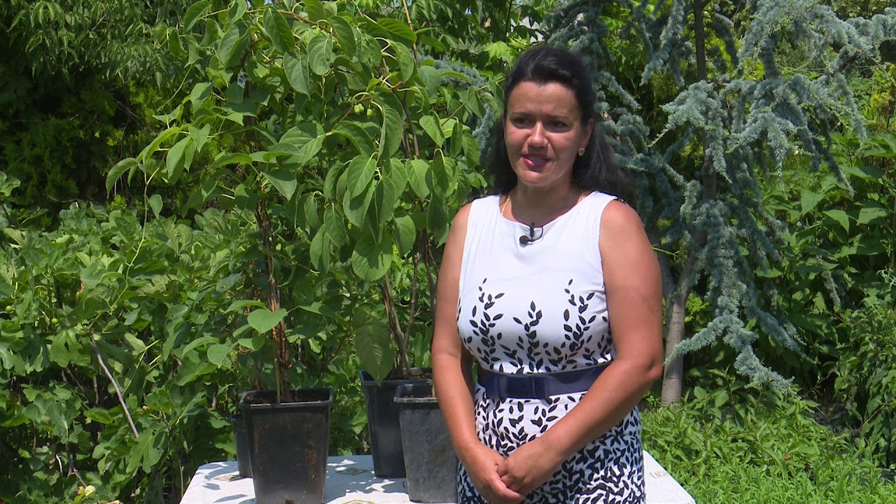 În grădina Danei: Cum îngrijim mini kiwi (@TVR1)