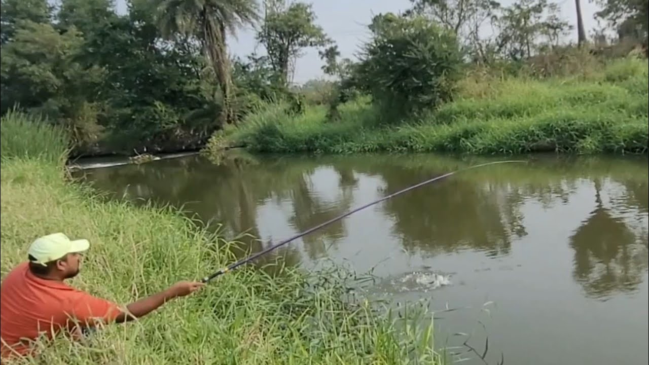 Best Hook Fishing in Village Stream|Fisherman Catching Tilapia fishes To Catch With Single hook