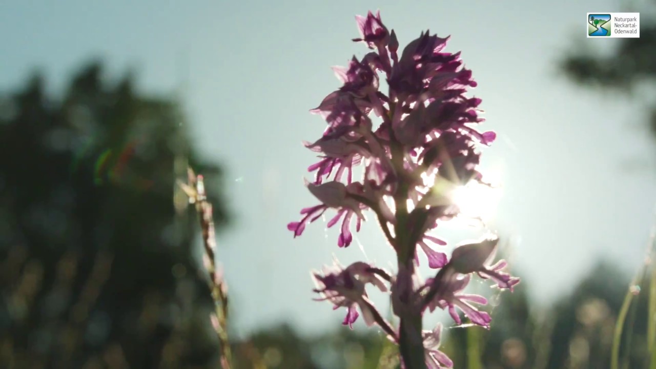 Imagefilm Naturpark Neckartal-Odenwald