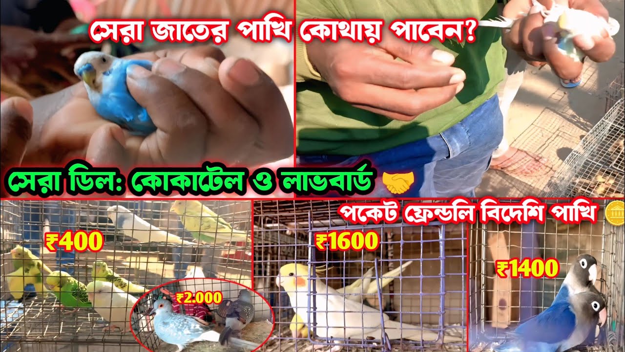 পাখির দামে ধামাকা অফার! কোকাটেল না লাভবার্ড—কোনটি কিনবেন আপনি?#পাখিরহাট #বিদেশিপাখি #পাখিরদাম