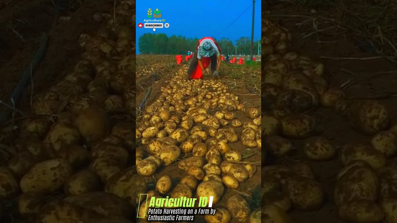 Potato Harvesting on a Farm by Enthusiastic Farmers #agriculture