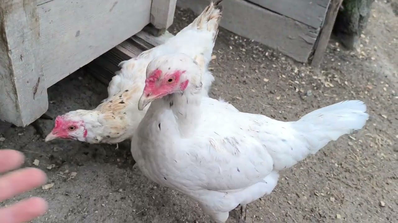 Fareler İçin Tedbir Aldım.