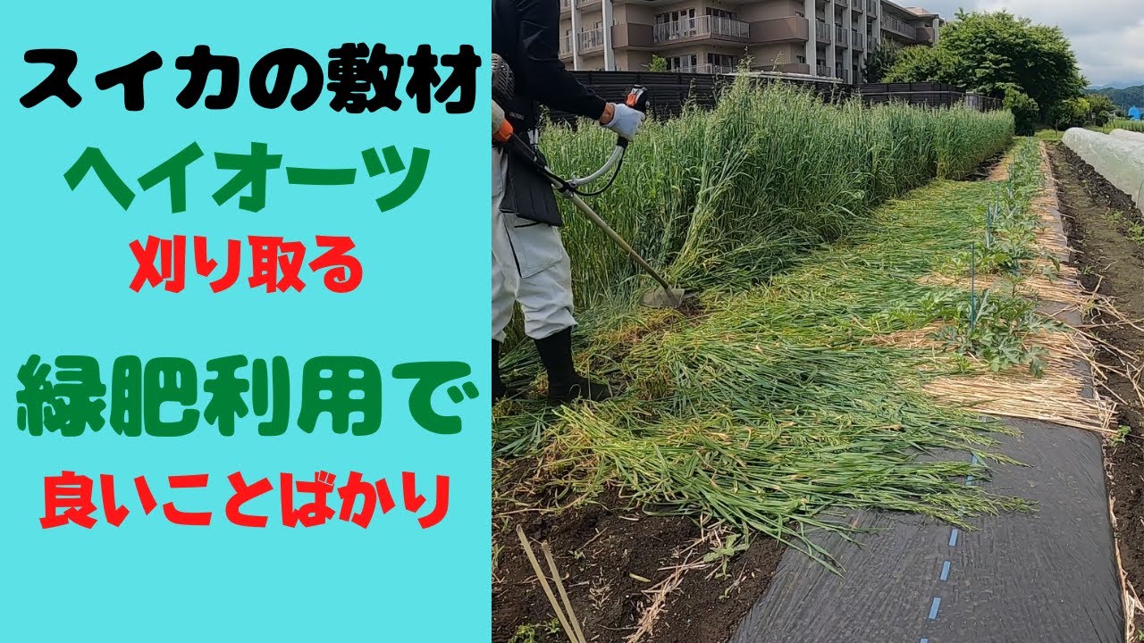 スイカの敷材に緑肥（ヘイオーツ）を刈取ります