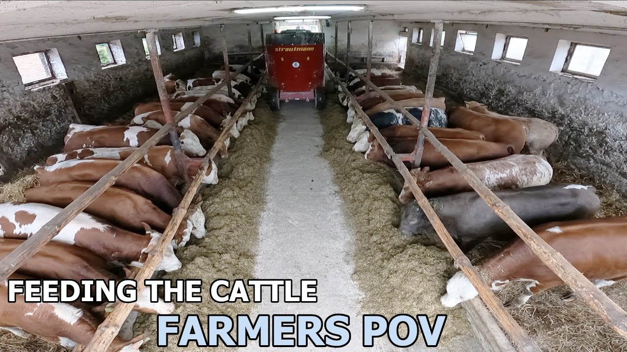 FEEDING THE  CATTLE | SMALL FARM in POLAND - CODZIENNE OBOWIĄZKI