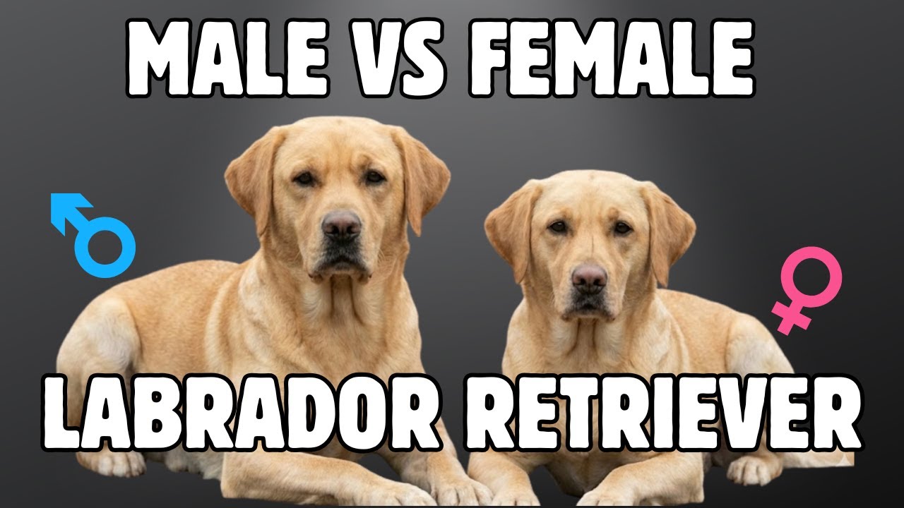 Male vs Female Labrador Retriever: 10 Differences Between Them