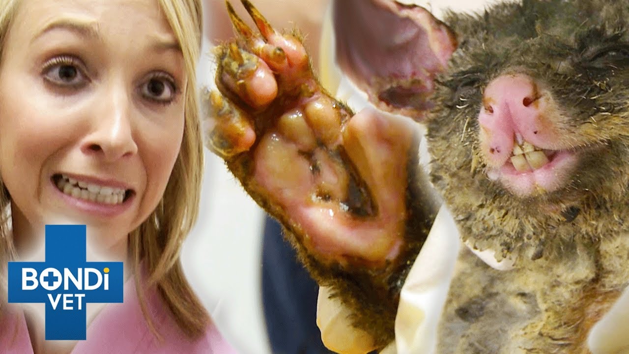Vets Race To Rescue Australian Animals From Fire 😭🐨 Bondi Vet Compilation