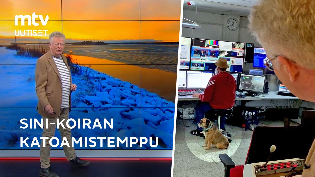 Pekka Poudan Sini-koira teki katoamistempun suorasta lähetyksestä