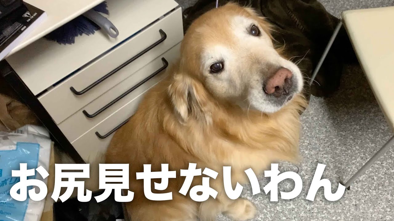 暴れるアムロをビタァッと止めようとしたらハロがなんと…！
