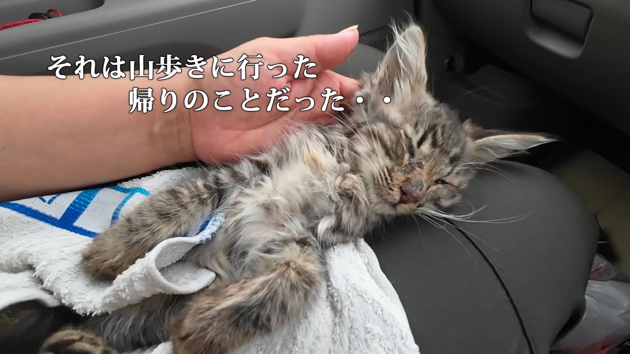 まだ生きてる？突然道路に猫が倒れていた　連れて帰る気などなかったのに・・