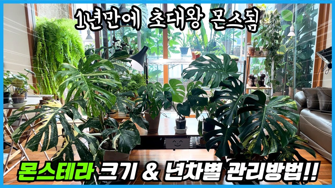 몬스테라 크기, 년수, 상황별 분갈이 및 수형잡는법!! 1년만에 대왕몬스테라 만들기!!