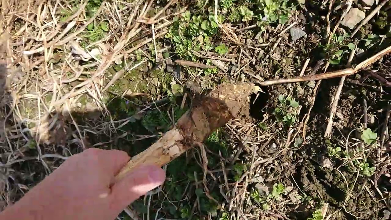 Vymrzl&aacute; meziplodina - pro př&iacute;m&eacute; set&iacute; m&aacute;ků