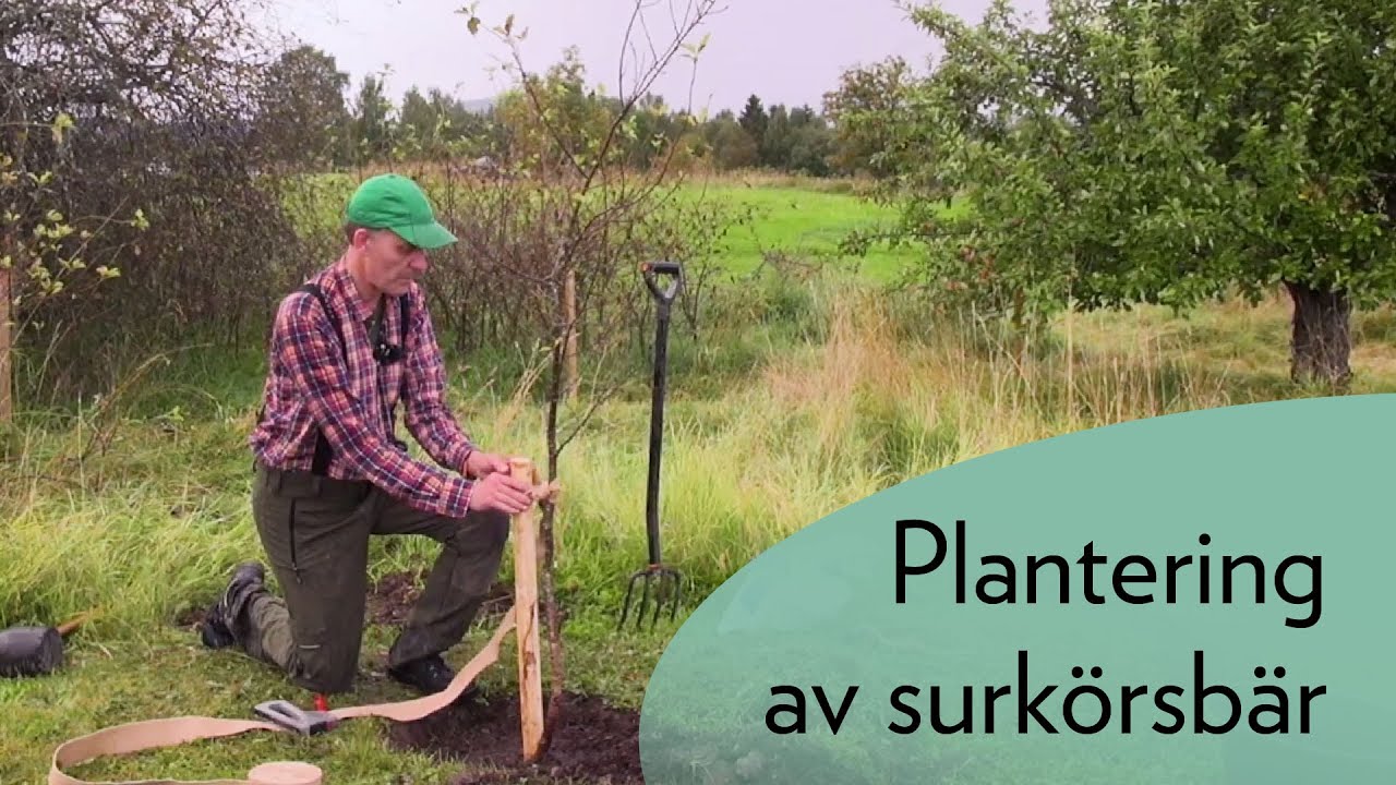 Plantering av surkörsbär
