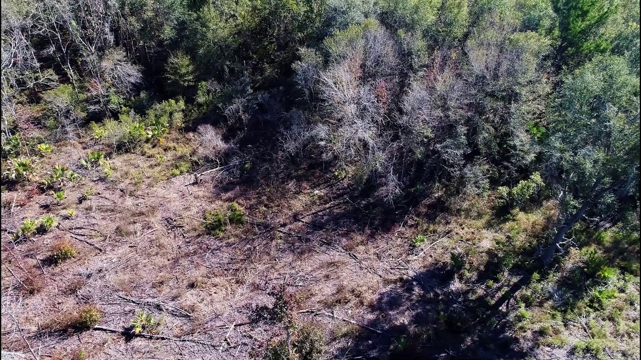 Dog Hunting Deer, Watching the Dogs Work, DJI Phantom 4 pro drone