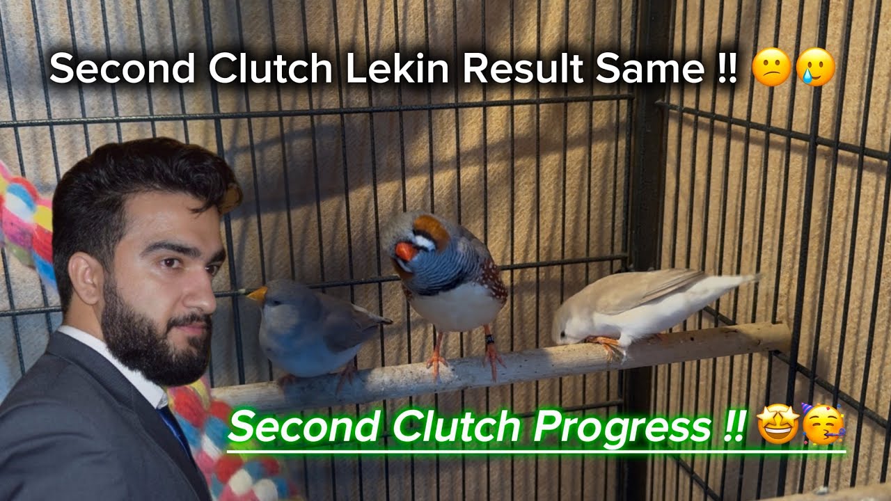 Zebra Finch Second Clutch Progress | Setup Ki Update #finch #birds #trending #zebrafinches #viral 