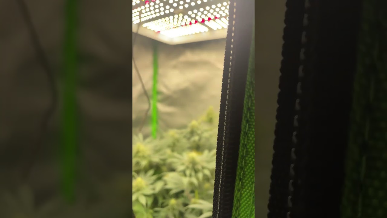 Day 35 Flower | Garden Update #shorts