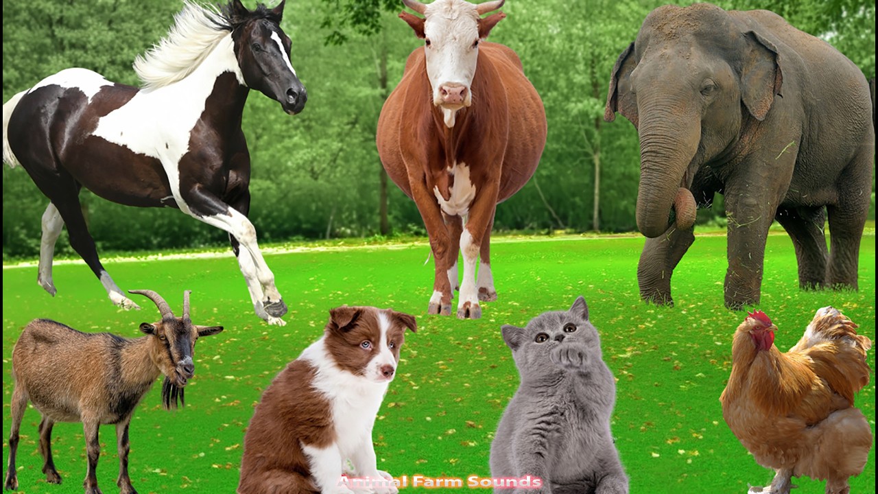Cute Farm Animals: Chicken, Rabbit, Pig, Buffalo, Dog, Sheep, Goat, Cow – Animal Video