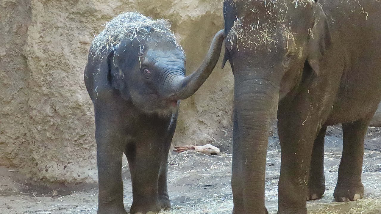 さすがにニャインも少し疲れてしまったようです【アジアゾウ】