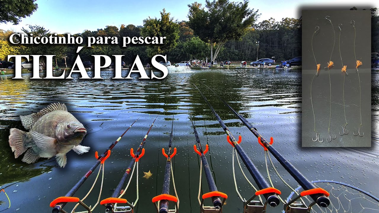 Aprenda como fazer chicotinho para pescar Tilápia