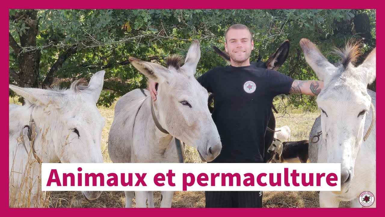Ânes, poules et abeilles dans un jardin en permaculture