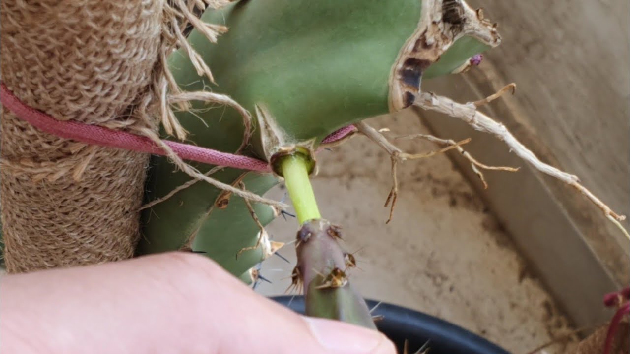 تطعيم صنفين دراجون فروت بطريقتين على نفس الأصل , Grafting two different Dragon Fruit one scion