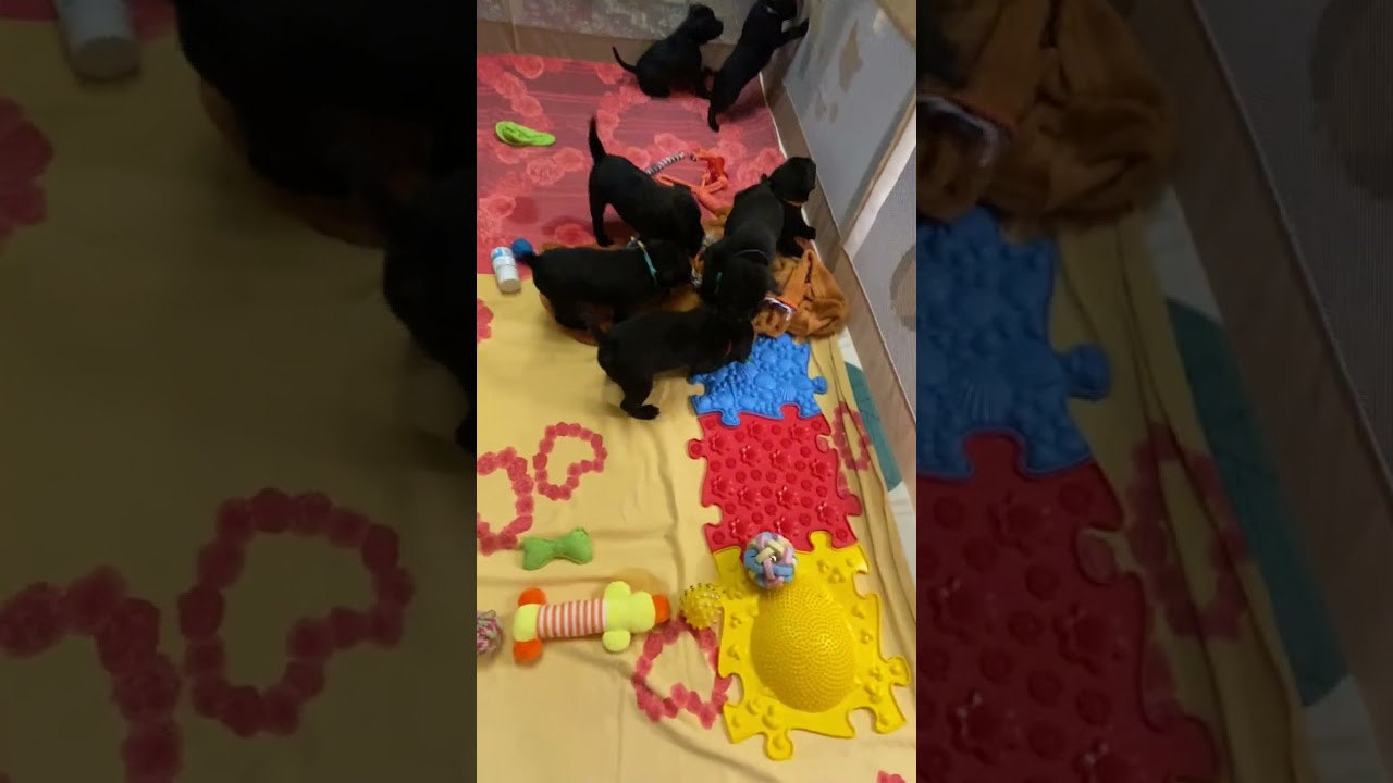 Щенки стаффи #lidialstar #puppy #питомниксобак #стаффбуль #купитьщенка 