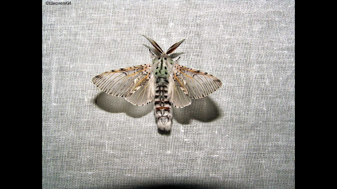 Oshi UwU - Moths