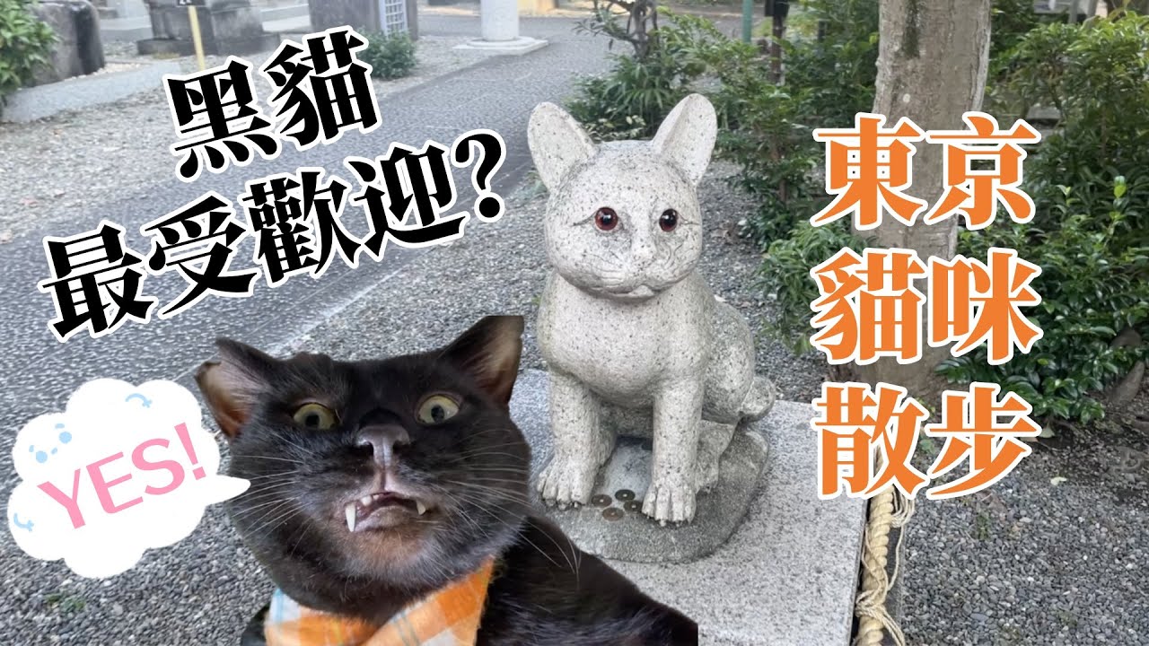 【東京散步 貓貓】散步去妙义神社看看最受欢迎的黑猫，和只要许愿走丢猫咪就能立马回来的神奇的蚕影神社｜尋找隱藏在東京大街小巷的貓咪們～