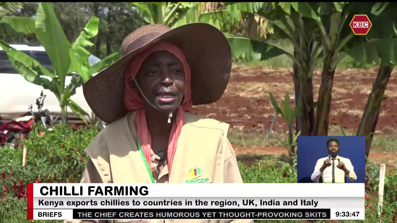 Govt is promoting chilli farming in arid and semi-arid areas