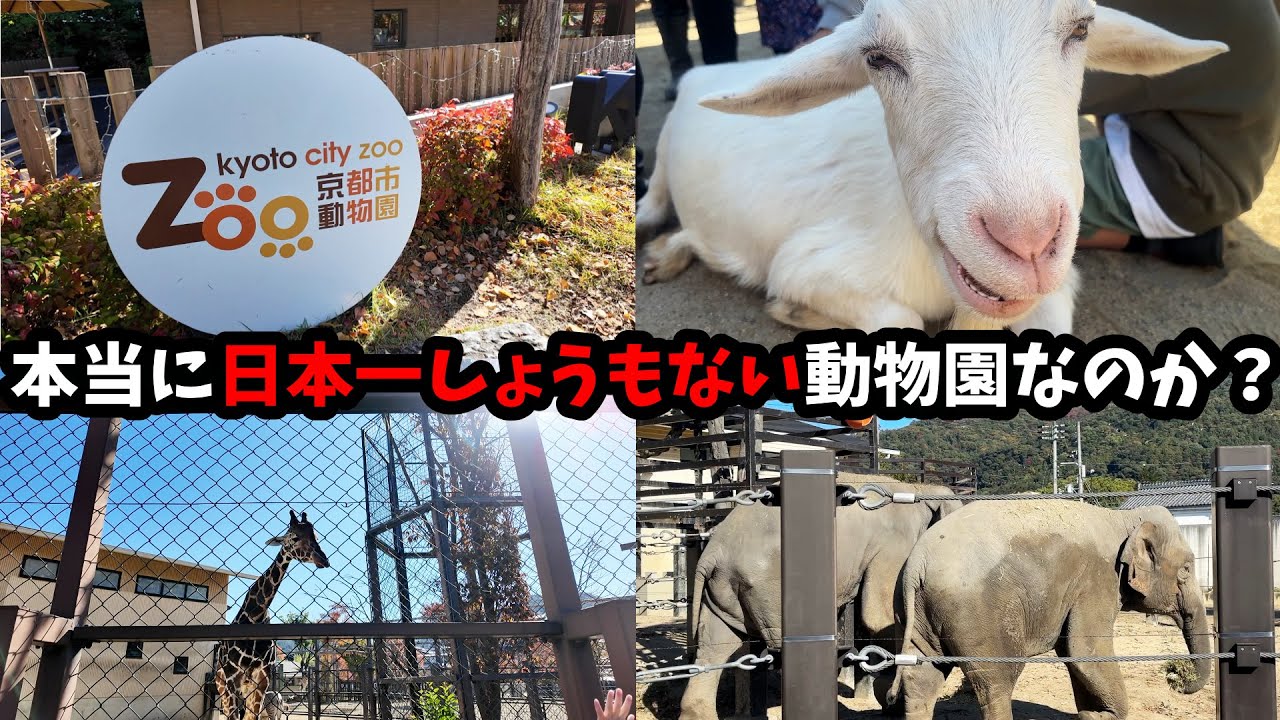 【京都市民が行く】子どもとの思い出の京都市動物園、久しぶりに行ったら様変わりしていた…小規模でもホッとする理由＋マンサンダル10kmラン挑戦記【44歳サラリーマン週末ルーティンVlog Vol.282