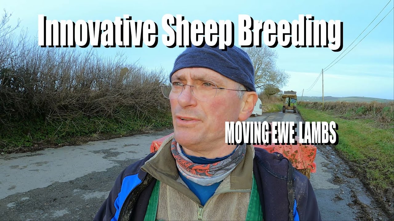 Ewe lambs move to barn for pregnancy scanning. Innovative Sheep Breeding