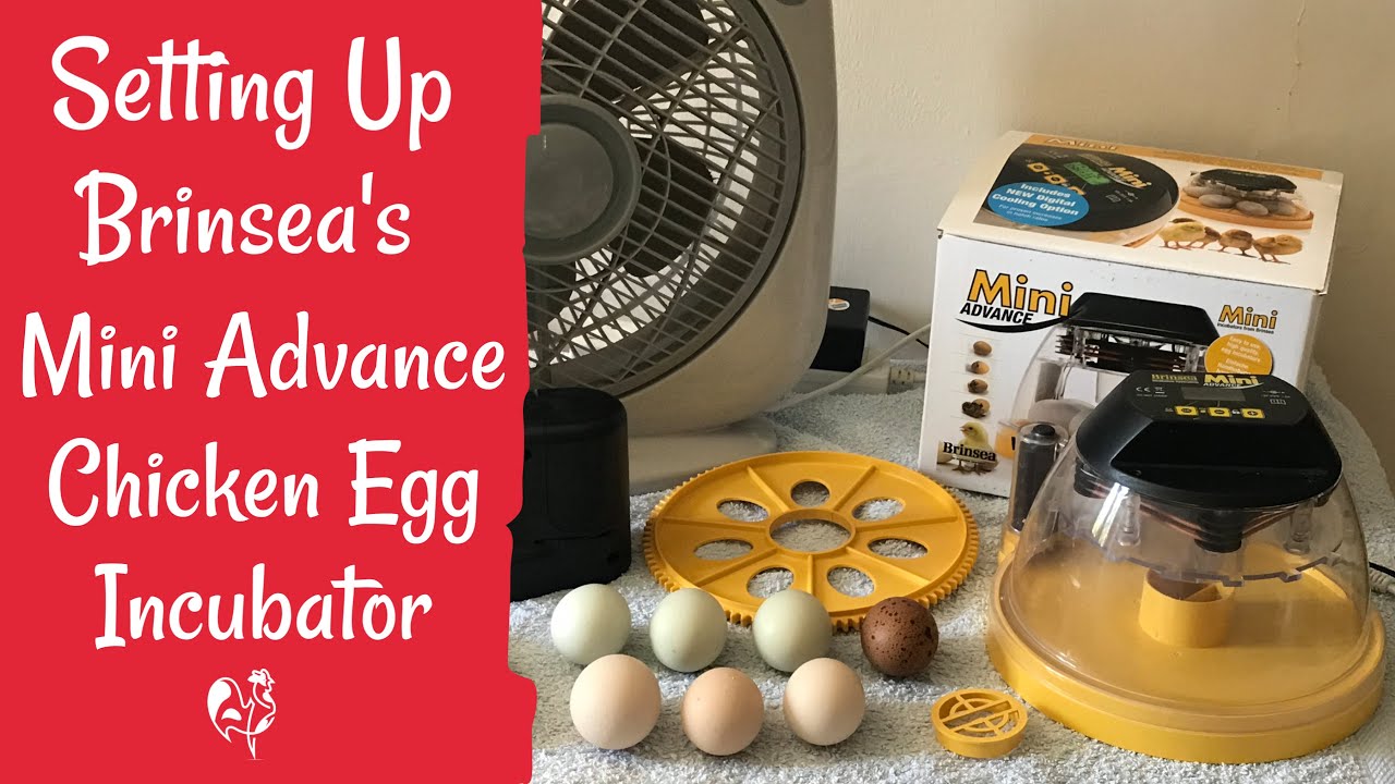 Brinsea incubators: how to set up.