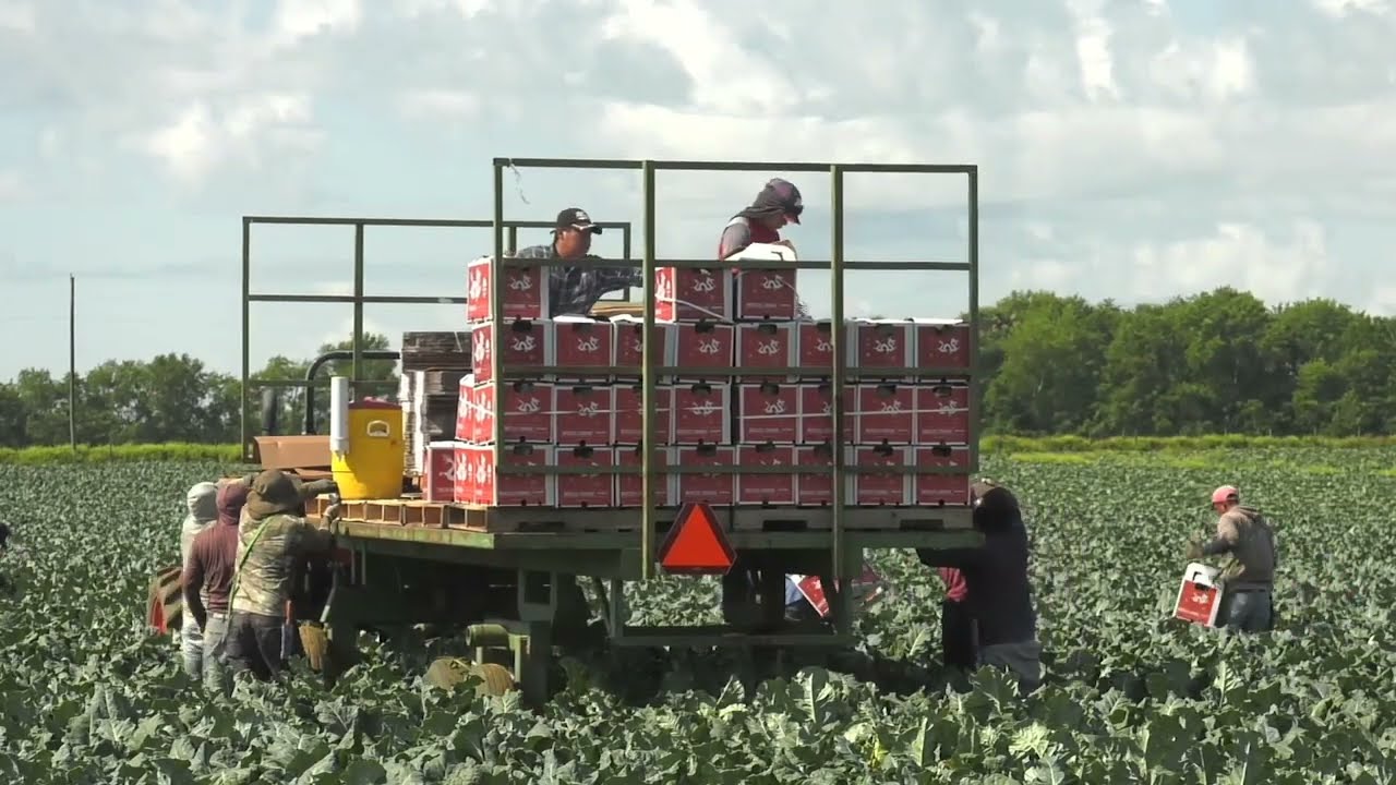 Broccoli Harvest Underway in Southwest Georgia