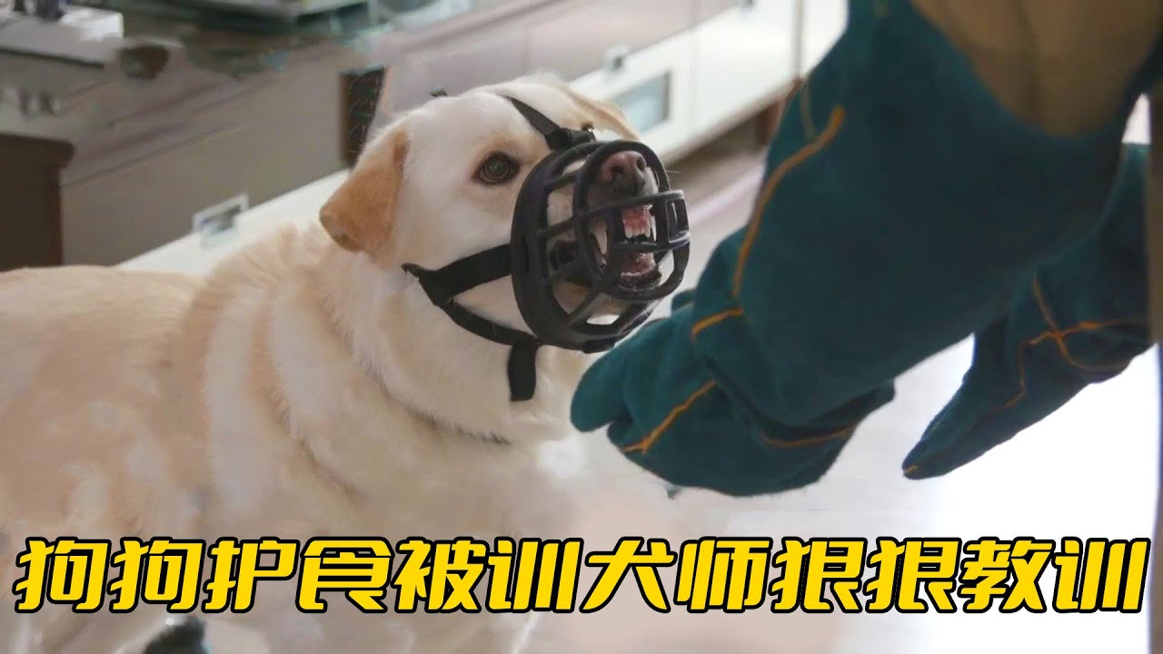 拉布拉多護食咬人，對著訓犬師都敢呲牙，結果被狠狠上了一課
