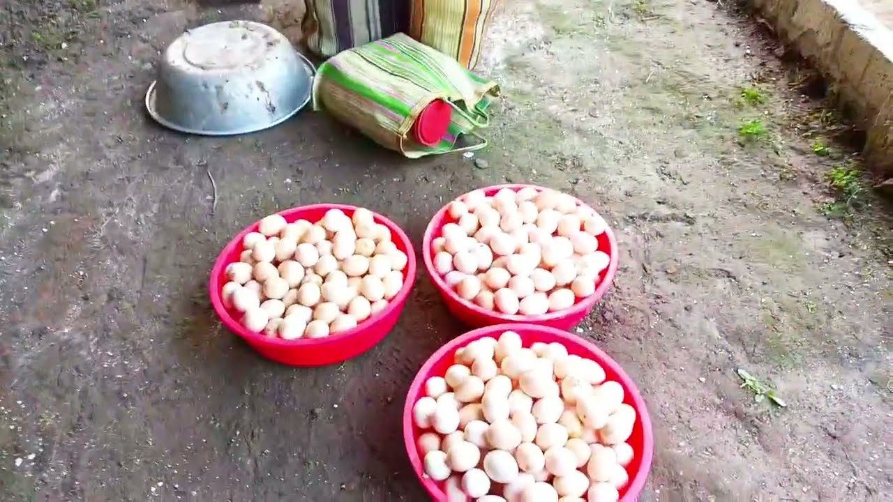  মধ্যবিত্ত সংসারের6টি টিপস মানলেই সংসারখরচ থেকেবাঁচাতে পারবেনহাজার গ্রামের গৃহবধূহয়ে ডিমবিক্রিসংসার