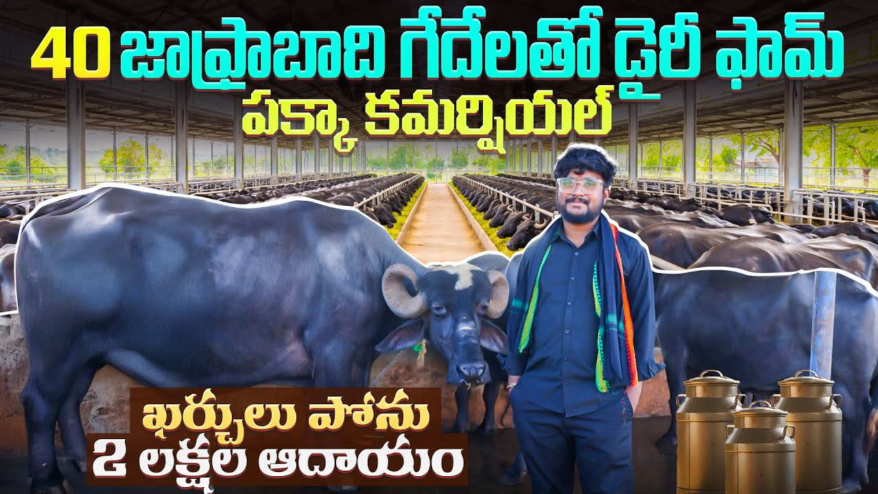 jafarabadi buffalo dairy farm telugu | 40 జాఫ్రాబాది గేదేల‌ డైరీ ఫామ్‌ #dairyfarmbusiness
