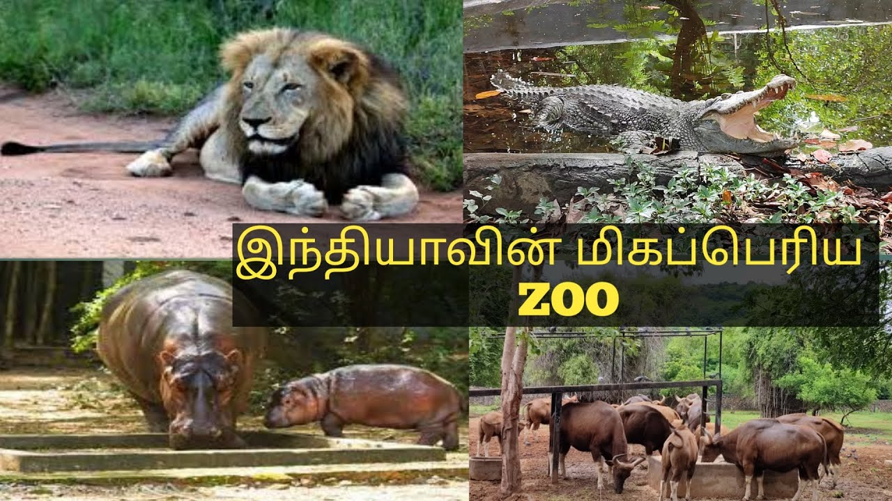Vandalur Zoo Opened after Lockdown | Chennai Zoo | Jolly Trip