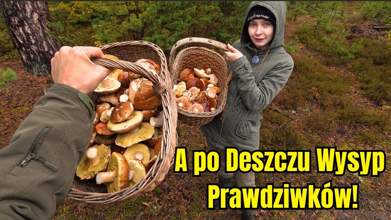 COŚ NIEBYWAŁEGO W LESIE! RZADKIE RYDZE i WIELKIE PRAWDZIWKI – NIESAMOWITE GRZYBOBRANIE 2025