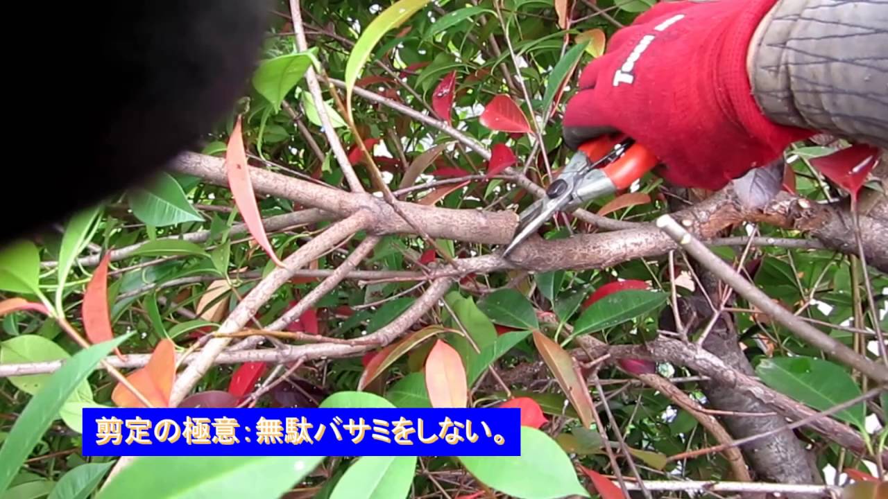 No.011_ レッドロビン他の切り戻し剪定 160602：