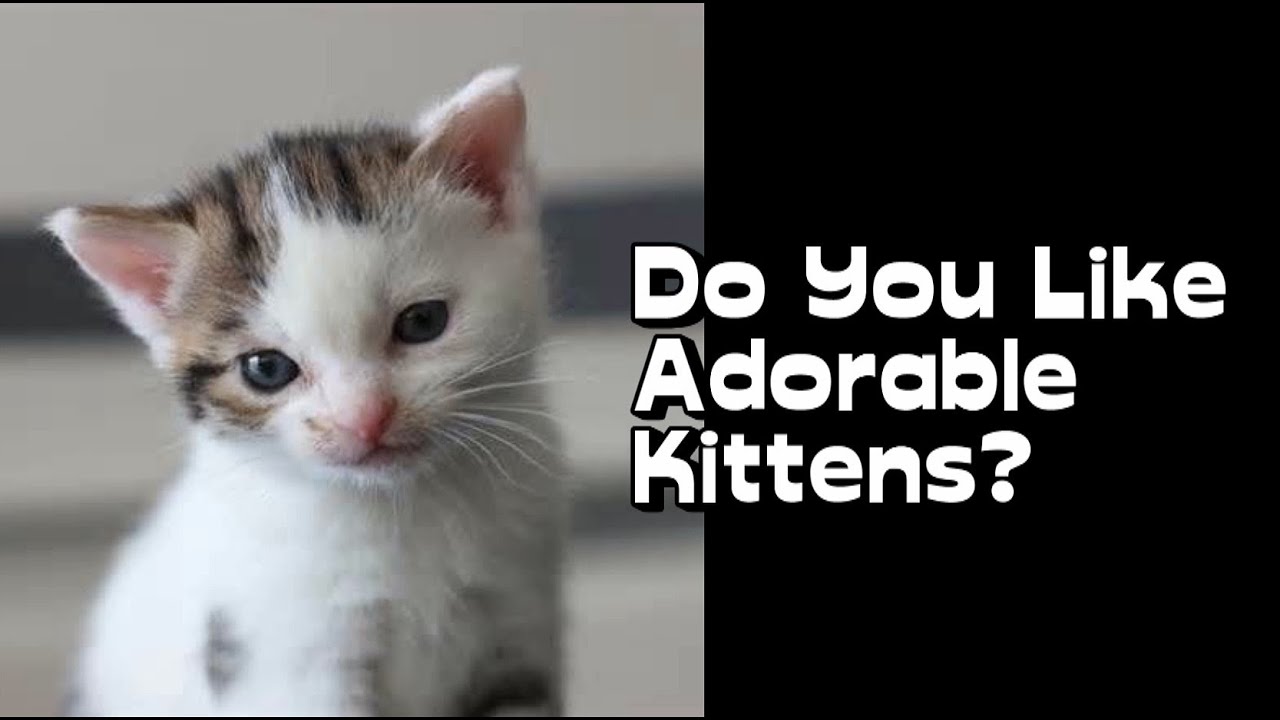 Adorable Kittens On VOKRA TV