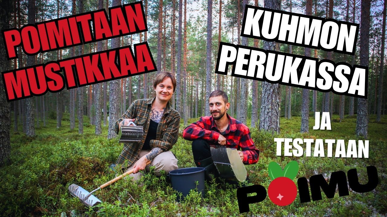 Mustikan poimintaa Poimu-marjanpoimureilla