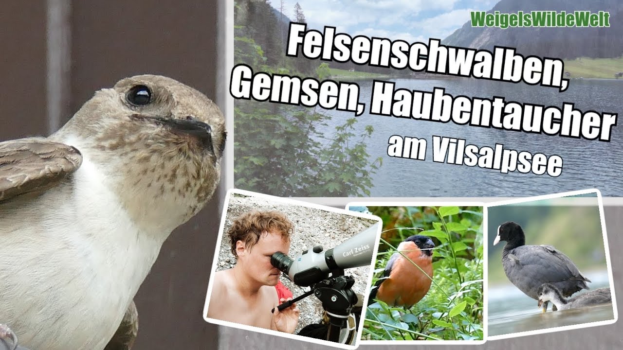 Von Gemsen, FELSENSCHWALBEN und besonderen Haubentauchern - Unterwegs am Vilsalpsee! #natur #nature