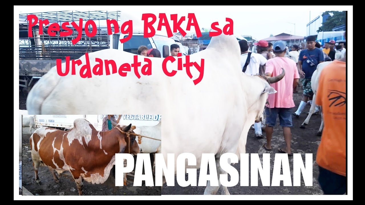 PRESYO NG BAKA SA URDANETA CITY LIVESTOCK MARKET PANGASINAN 9/10/23 #marketday #livestockmarket